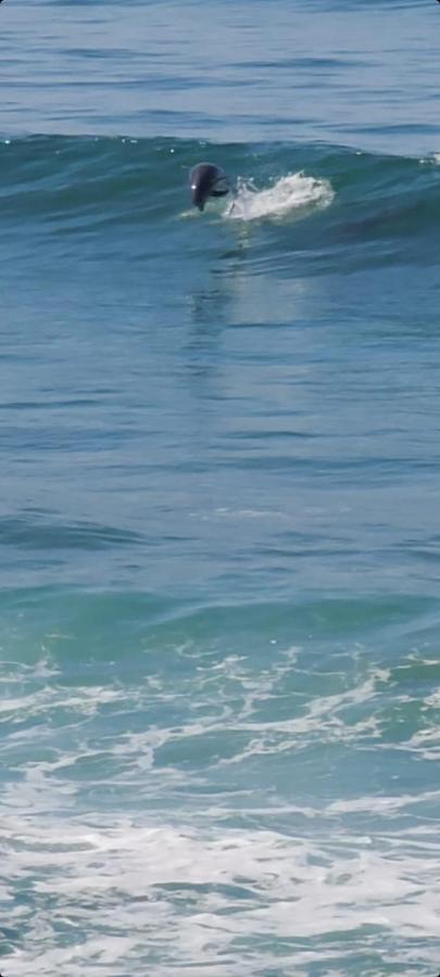 Homestay Dolphin Get Away Rosarito