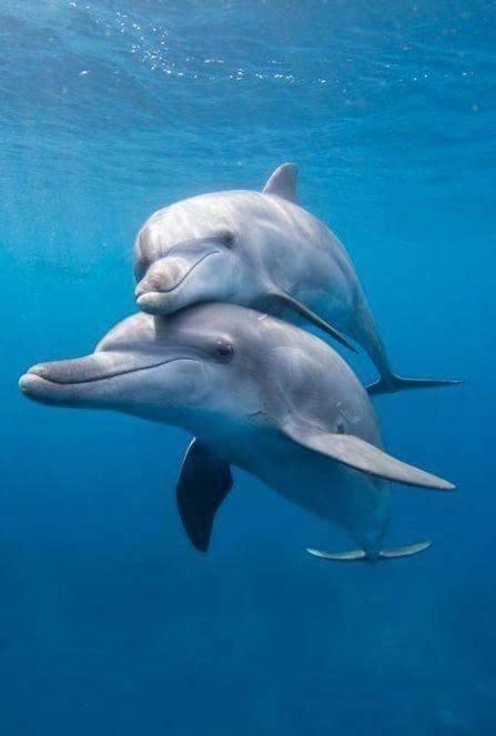 Homestay Dolphin Get Away