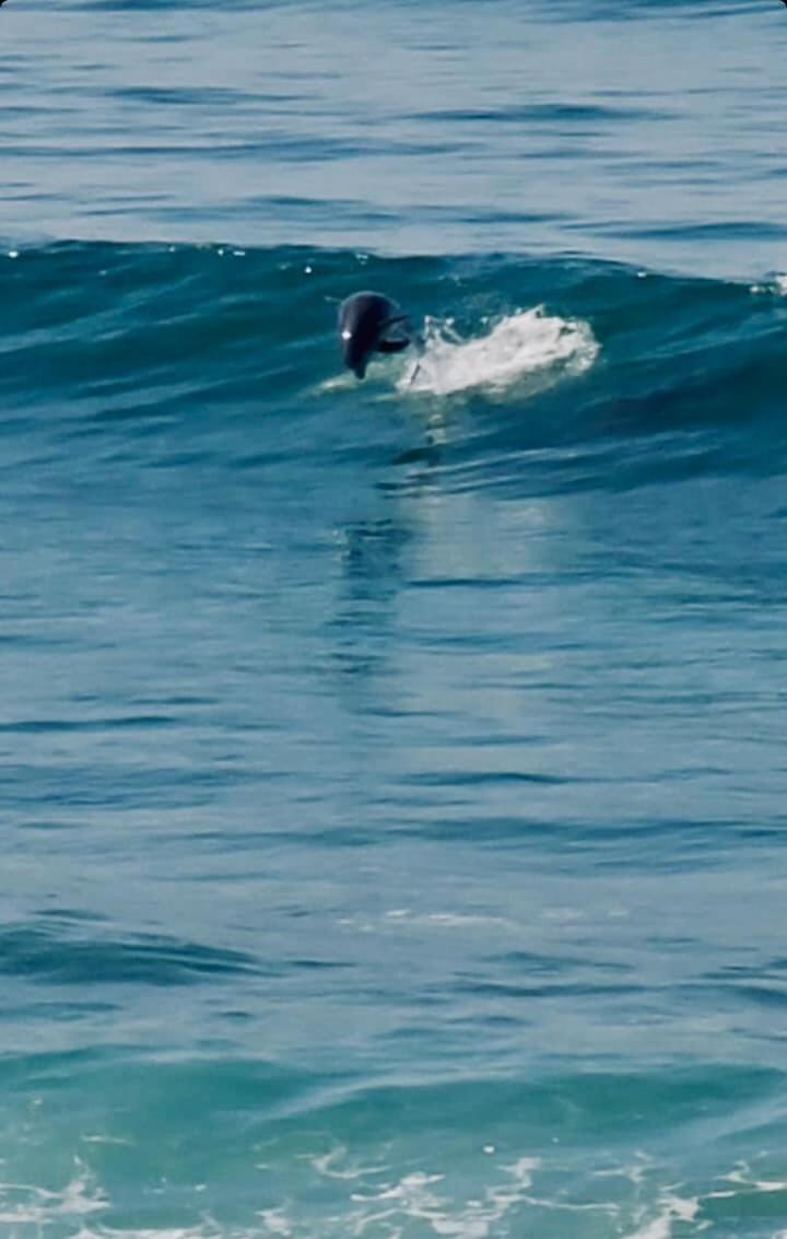 Homestay Dolphin Get Away Rosarito
